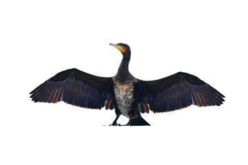 cormorant with spread wings isolated on white background - 757541078