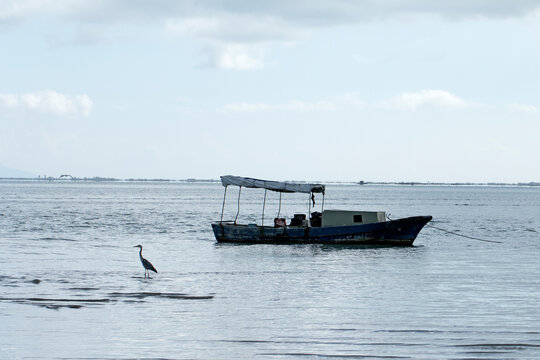 A boat and gray heroon at a beach in a rainy day