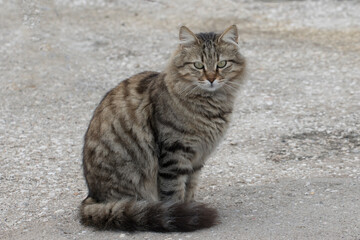 Naklejka na ściany i meble A stray cat sitting in street sidewalk