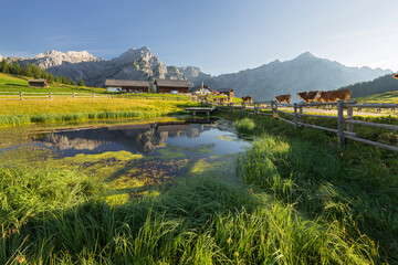 Teich auf der Walder Alm, Kühe, Huderbankspitze, Karwendel, Tirol, Österreich