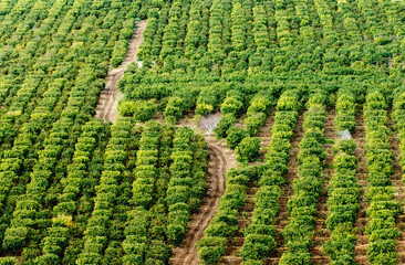 Fototapeta premium A citrus orchard in Mediterranean nature spring time