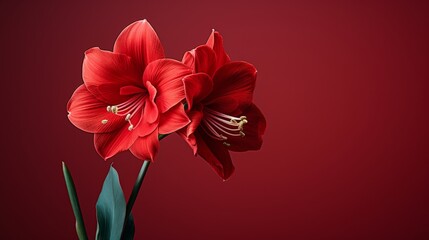 Ruby Bloom Red Amaryllis in Close-up on Luscious Red Canvas