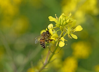 A honeybee collecting nectar and pollen on wild mustard flower © cilicia