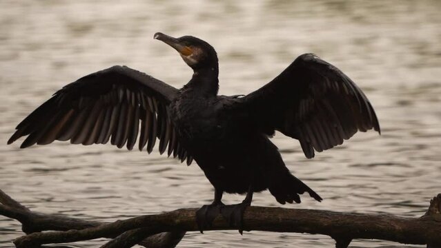 A cormorant (Phalacrocorax carbo) standing on a branche and flapping its wings in the wind.