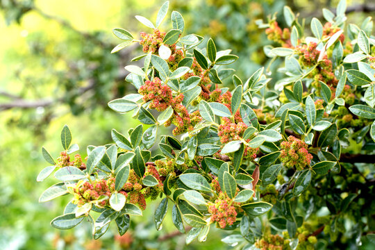 Blooming branches of the mastic tree (Pistacia lentiscus). Its resin was formerly used as chewing gum.