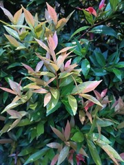 Red and green leafy plants are perfect for decoration