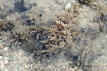 Seaweed (Plumaria plumosa) on underwater sea rocks in costal zone of Mediterranean Sea 