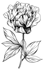 Peony floral botanical flower. Wild spring leaf wildflower isolated. Black and white engraved ink art. Isolated peony illustration element on white background.