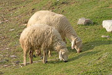 Obraz premium Two Akkaraman sheep grazing on pasture 