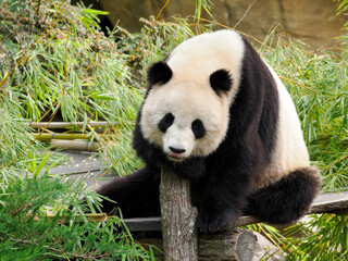 Giant panda (Ailuropoda melanoleuca) sitting on wood plank and sticking out the tongue