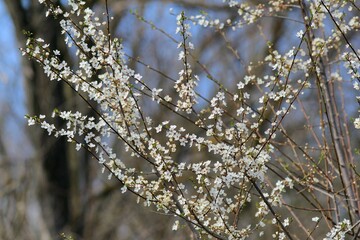 White wild plum blossoms against a blue sky in spring