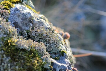 Cladonia growing on rocks in spring