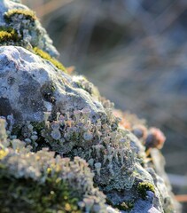 Cladonia growing on rocks in spring