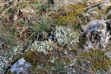 Green lichen and moss on rocks in spring

