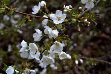 Blossom,Close-up of white cherry blossoms in spring