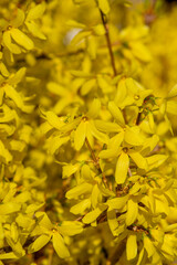 Forsythia intermedia border yellow flowering plant, ornamental flowers in bloom, beautiful springtime shrub full of flowers