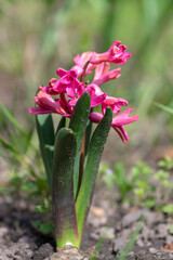 Hyacinthus orientalis ornamental beautiful springtime flowering plant, group of colorful bright flowers in bloom