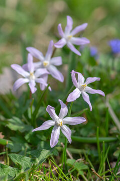 Scilla luciliae light violet and white small springtime flowers in the grass, close up view bulbous flowering plant