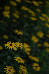 Yellow rudbeckia flowers on bokeh flowers background, bokeh empty space for text, floral coneflowers background by manual helios lens. - obrazy, fototapety, plakaty