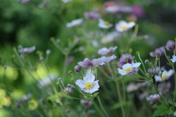 Anemone scabiosa on bokeh green garden background, anemone japonica in summer garden by manual helios lens.