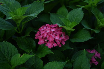 Pink hydrangea flowers among leaves, Hydrangea macrophylla by manual helios lens.