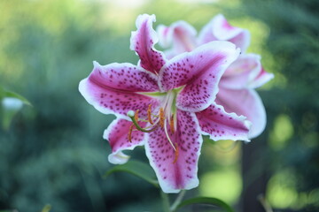 Pink liliums flowers, blooming true lilies, Selective focus by helios lens.
