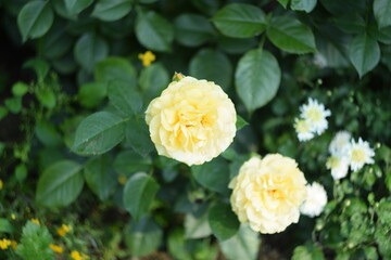 Pastel yellow roses on green bokeh leaves background. Roses blooming in summer garden, space for text. Selective focus by old manual Helios lens.
