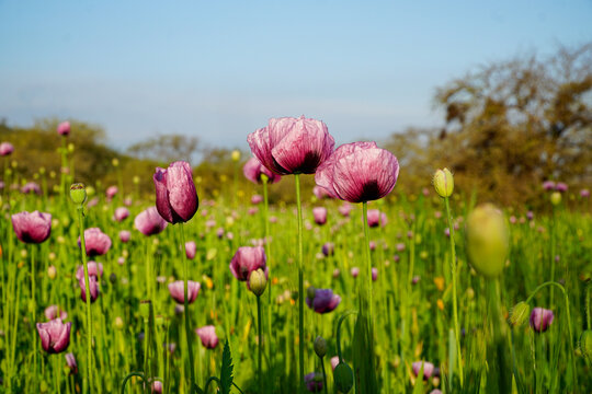 Beautiful view of pink poppies during a spring day