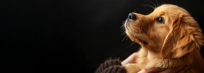 A captivating close-up banner of a golden retriever puppy, its expressive eyes gazing directly into human, saying adopt me. The dark background provides a contrast, emphasizing the puppy’s innocence