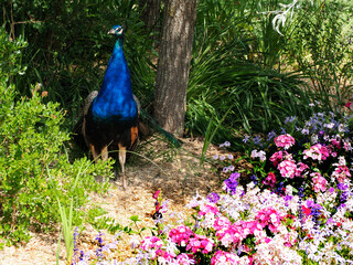 Indian Peafowl (Pavo cristatus) seen from front and among phlox flowers 