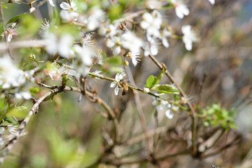 abeille qui butine