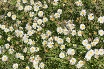 Bellis daisies (Bellis perennis) in early spring © cilicia