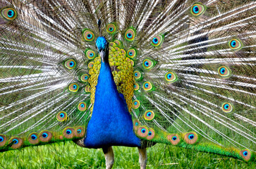 Closeup male peacock (Pavo cristatus) displaying tail feathers seen from front
