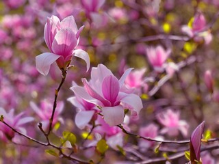 pink magnolia flowers in the spring park