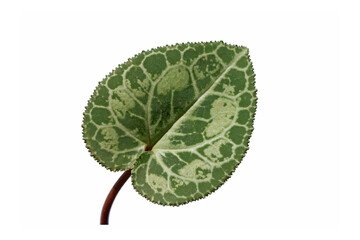 Upperside of a leaf of the Persian cyclamen (Cyclamen persicum), a herbaceous perennial growing from a tuber, native to rocky hillsides, shrubland, and woodland.