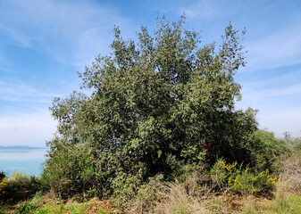 Obraz premium A kermes oak bush (Quercus coccifera), is an oak bush native to Mediterranean nature