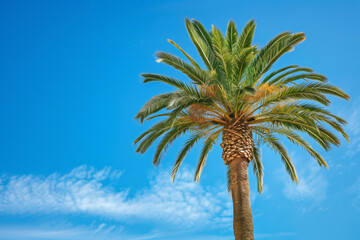 Single palm tree against a clear blue sky with light clouds - 757552297
