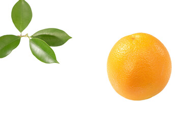 Orange tree branch and bright orange fruit mirrored on white surface