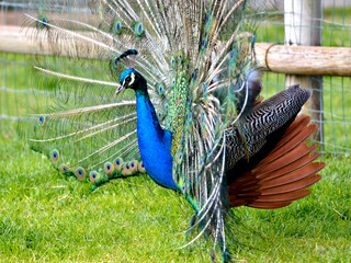 Closeup profile male peacock (Pavo cristatus) display
