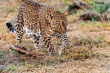 leopard ready to attack