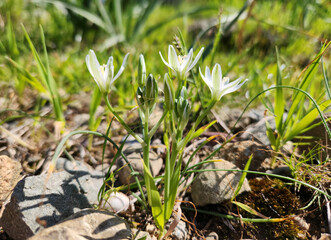 Flowers of an Ornithogalum species on stony habitat