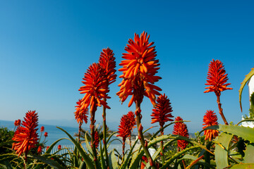 Aloe vera plantation, cultivation of aloe vera, healthy plant used for medicine, cosmetics, skin care, decoration