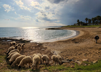 A sheep flock grazing against a beach