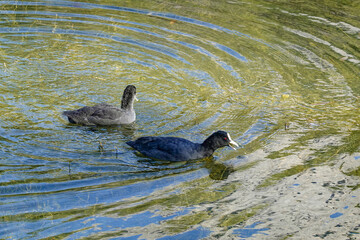 Ducks swimming on Antorno lake in the Dolomites, Italy, Europe.  Sunny day next to a lake with ducks on water surface. Pristine clear water in lake with ducks swimming on it.  