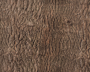 Pattern and structure of willow bark. Detail shot.