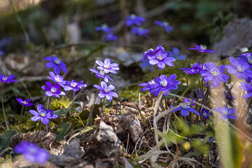 flowers in the forest