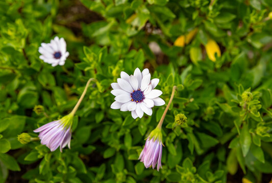 Dimorphotheca pluvialis Cape Rain-daisy, Cape-marigold, Weather-prophet, White Namaqualand daisy