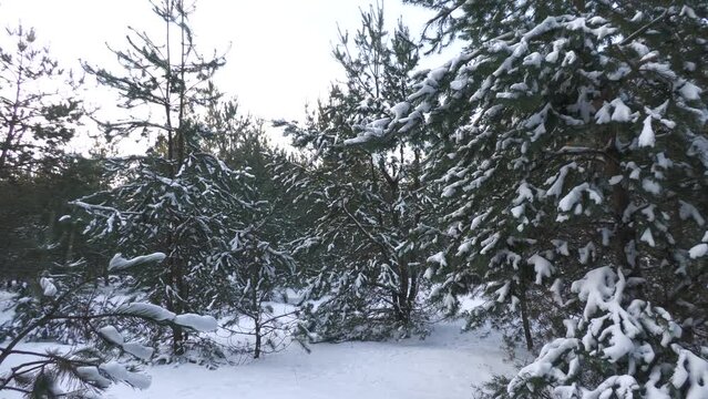 Snow-covered pine forest in eastern Ukraine.