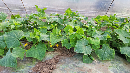 Cucumber farming under low plastic tunnels harvested in spring time