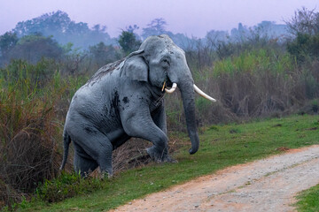Asiatic Elephant crossing the road